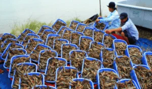 The UK Shrimp import demand from vietnam remained stable