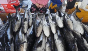 Vietnam Tra Fish Export to the US A Surprising Turnaround