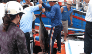 Many tuna markets prospered in the first quarter in 2019