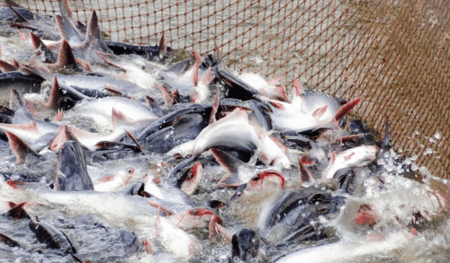 Opportunities in ASEAN for Vietnamese Tra Fish Exports