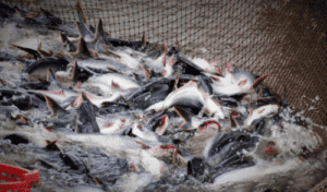 xuất khẩu cá da trơn