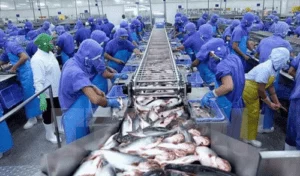 PANGASIUS EXPORTS TO MALAYSIA WENT UP BY 23.6%