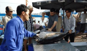 Bình Thuận: Low consumption of commercial shrimp