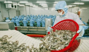 Việt Nam to promote shrimp exports to EU next year
