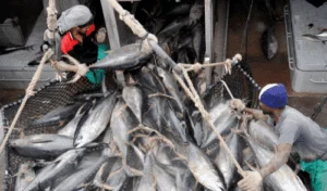 Act Now to Save Indian Ocean Yellowfin Tuna from Overfishing