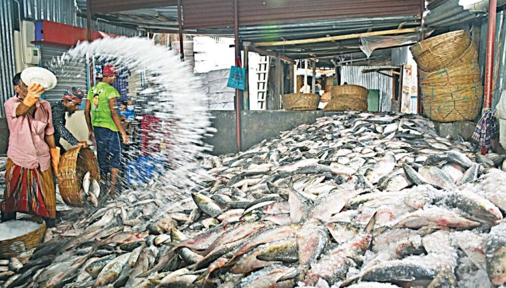 Fish consumption fights malnourishment in Bangladesh nghi son foods group