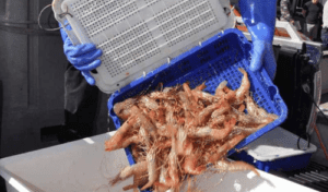 Surplus Asian catch sinks spot-prawn market
