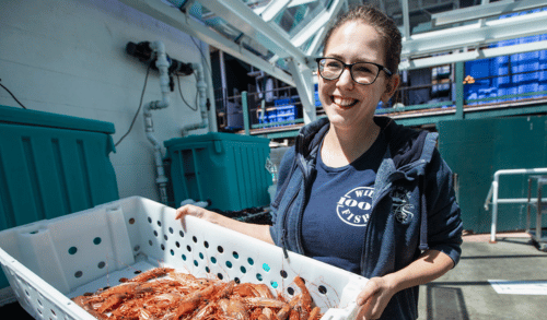 Surplus Asian catch sinks spot prawn market