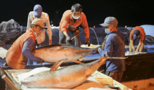 Xuất khẩu cá ngừ “tăng tốc” trong tháng 4/2021