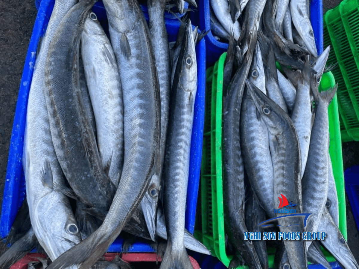 Frozen Black Barracuda Nghi Son Foods Group 4