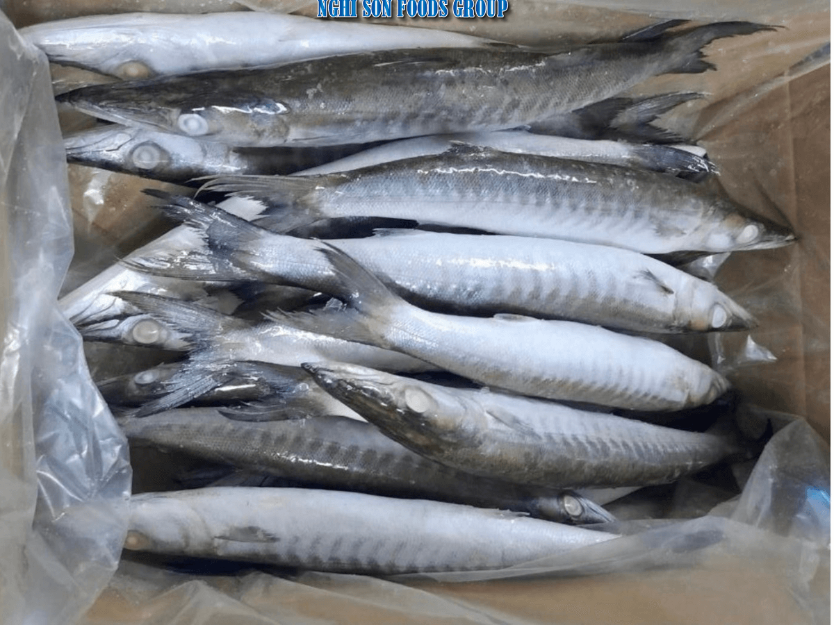 Frozen Black Barracuda Nghi Son Foods Group 7