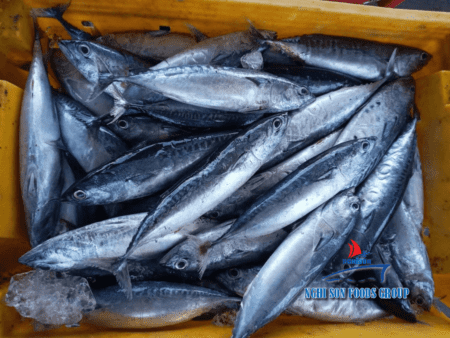 Frozen Bullet Tuna Nghi Son Foods Group