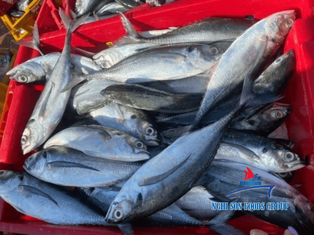 Frozen Horse mackerel Nghi Son Foods Group