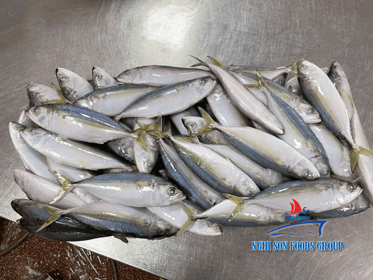 Frozen Indian Mackerel Nghi Son Foods Group 3