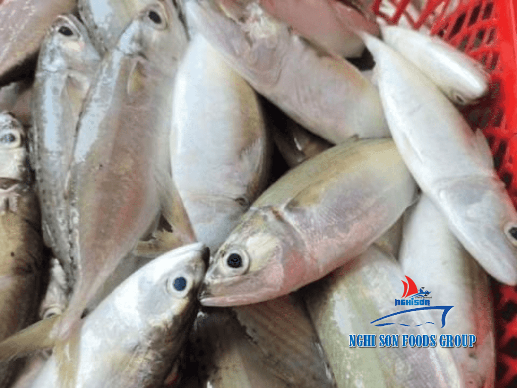 Frozen Short mackerel Nghi Son Foods Group