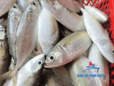 Frozen Short mackerel Nghi Son Foods Group