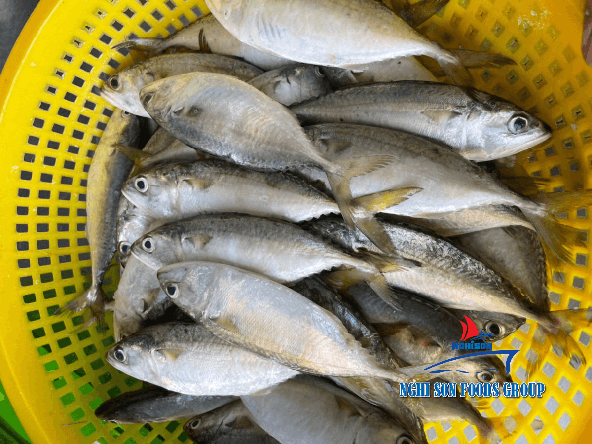 Frozen Short mackerel Nghi Son Foods Group 3