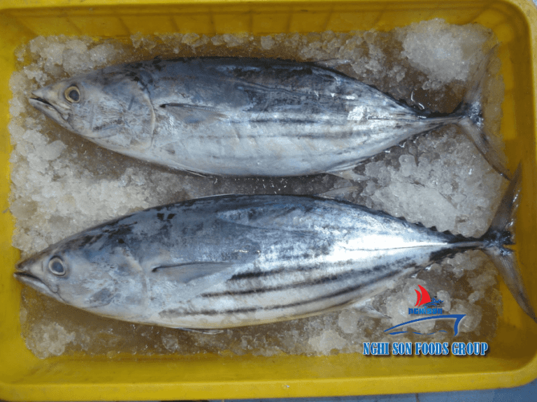 Frozen Skipjack Tuna Nghi Son Foods Group