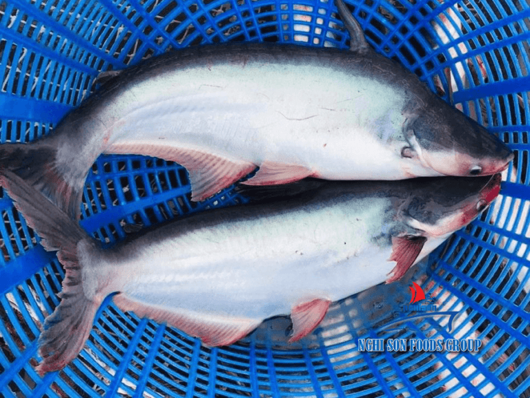 Pangasius Whole round nghi son foods group