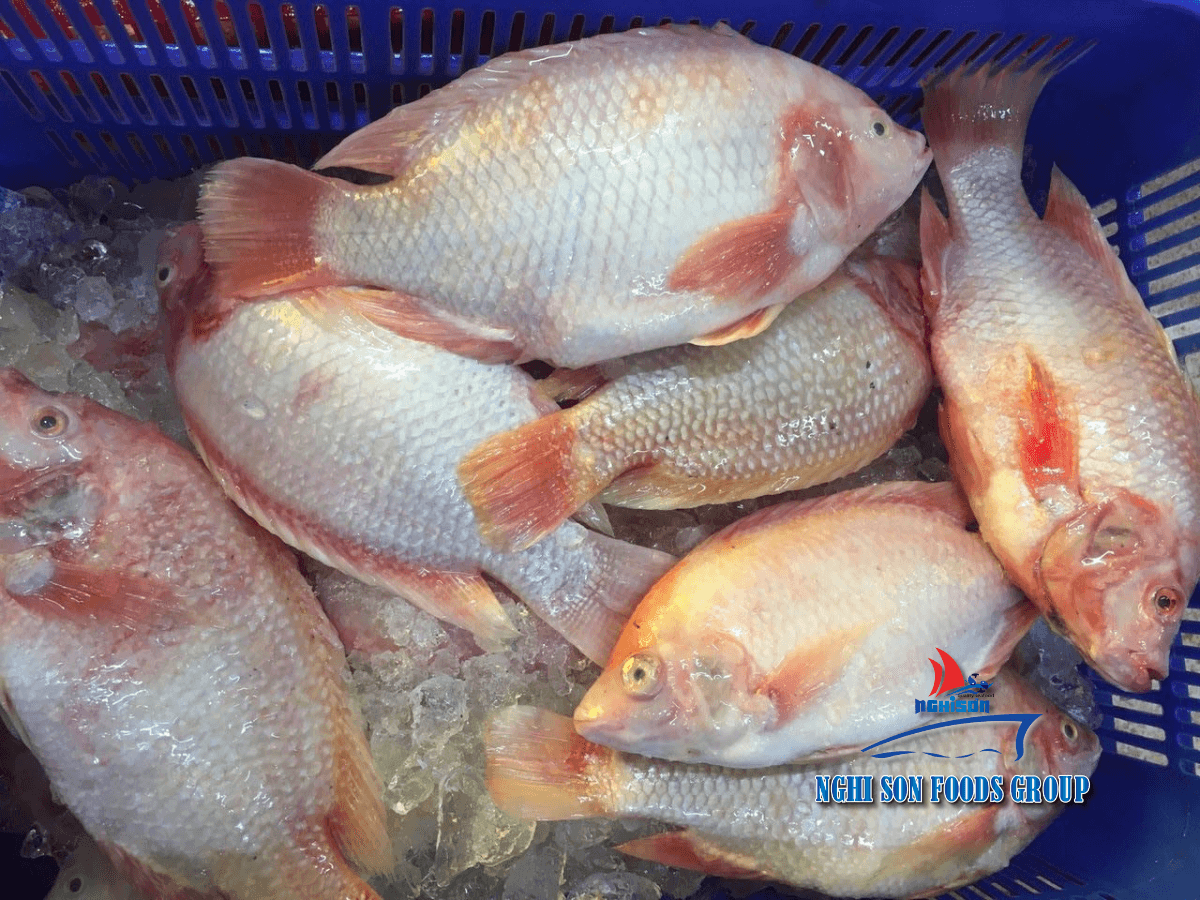 Red Tilapia Nghi Son Foods Group 7