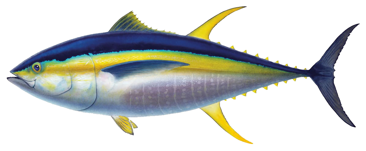 yellowfin tuna image