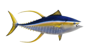 Physical Traits of Yellowfin Tuna