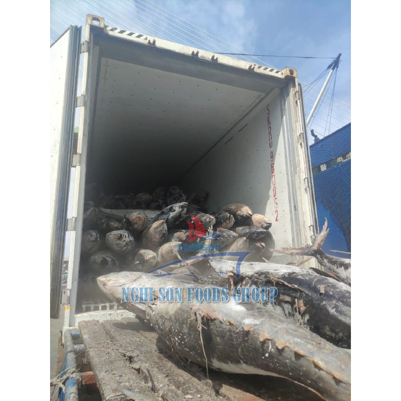 11-container-load-yellowfin-tuna-nghi-son-foods-group-and-hai-trieu-food