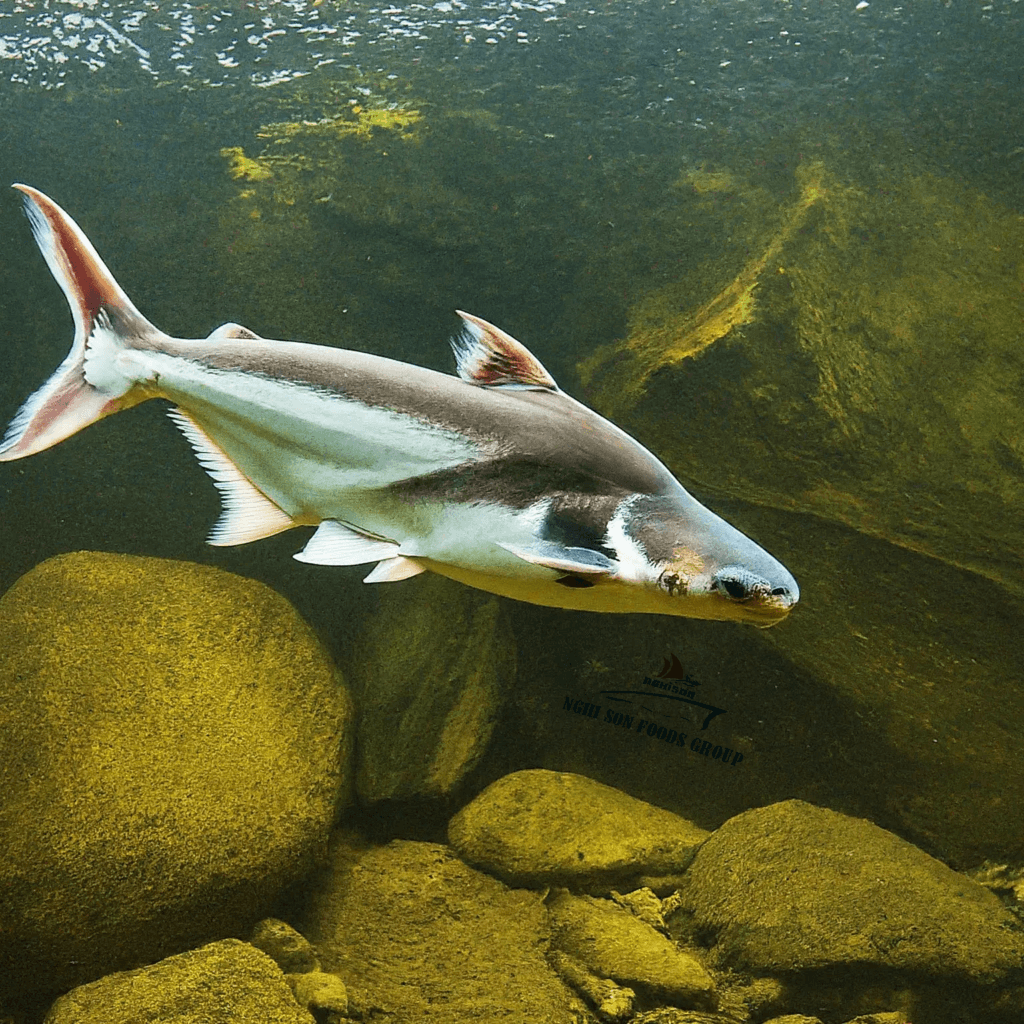 Pangasius (also known as basa or swai) in Vietnam