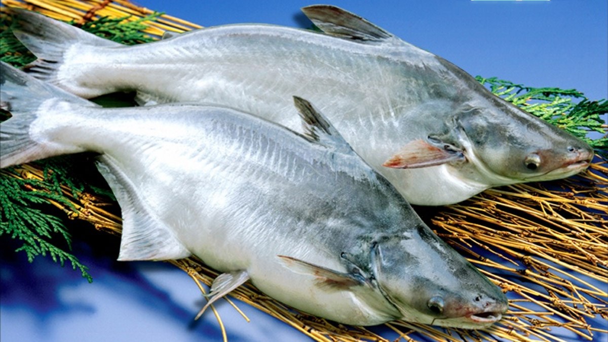 Basa fish (Pangasius bocourti)